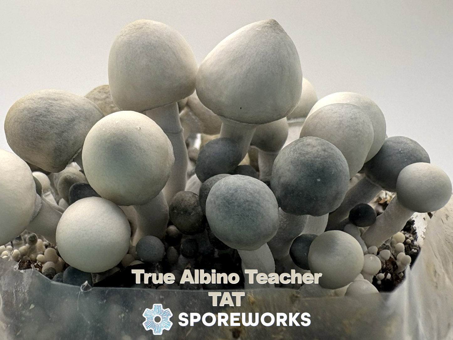 True Albino 3-Pack : Jack Frost, Pearly Gates, TAT
